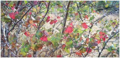 fall colors in the forest
