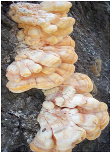 Photo of sulfer mushroom